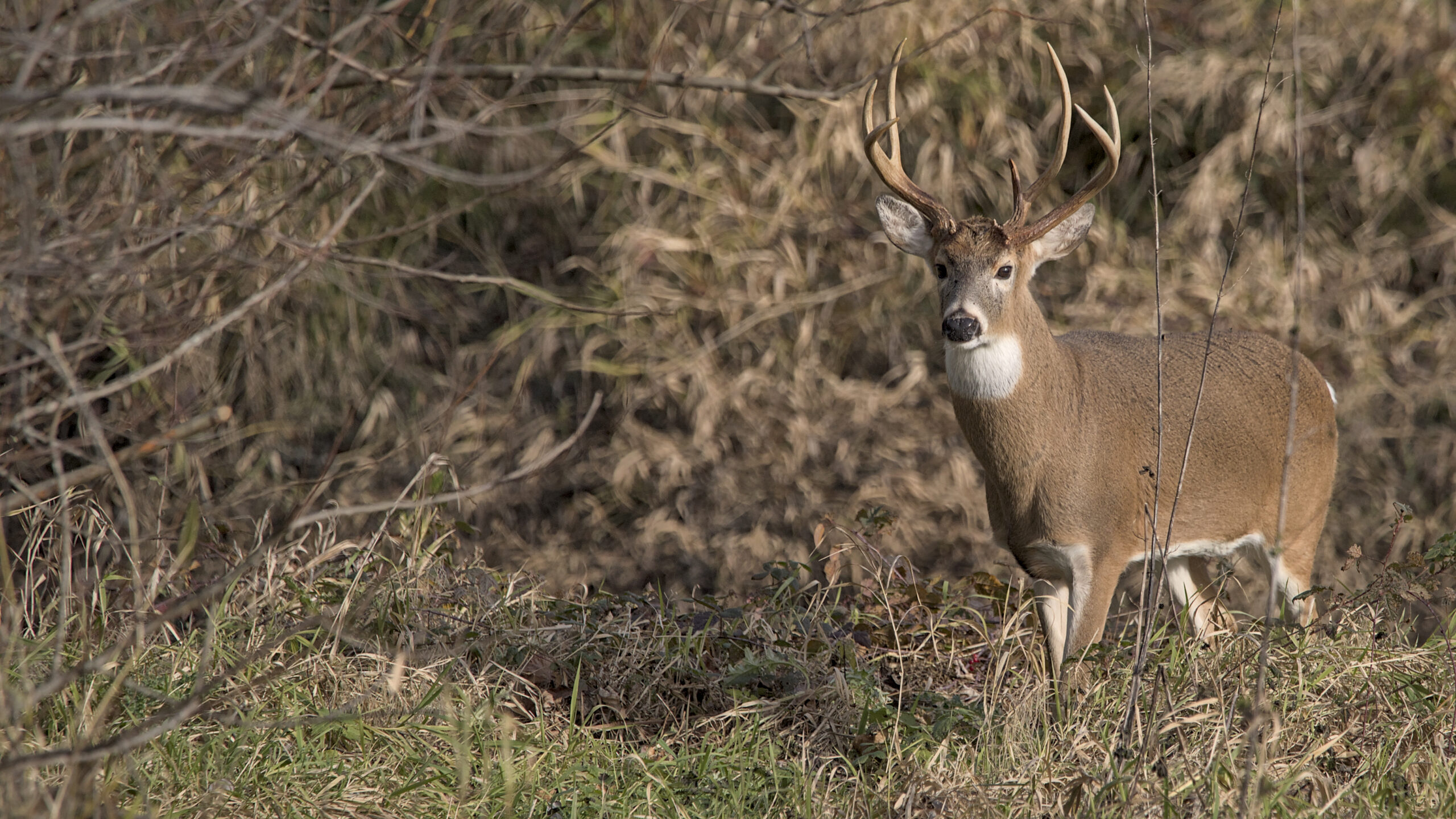 A Non-Traditional Antlered Columbian White-Tailed Deer Buck at Julia Butler Hansen Refuge for the Columbian White-Tailed Deer, Copyright Jacob Greenslade