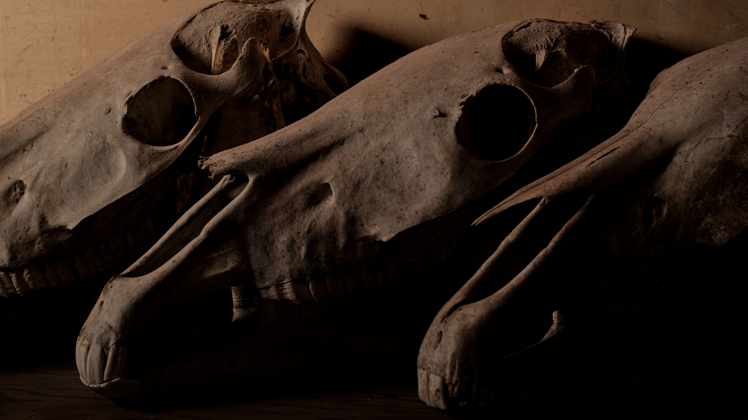 Artist Jason Borders in his studio carving animal skulls in a Tibetan-inspired style, featuring coyote, deer, elk, cow, goat, and sheep skull art photographed with dramatic Rembrandt lighting in Portland and Vancouver.