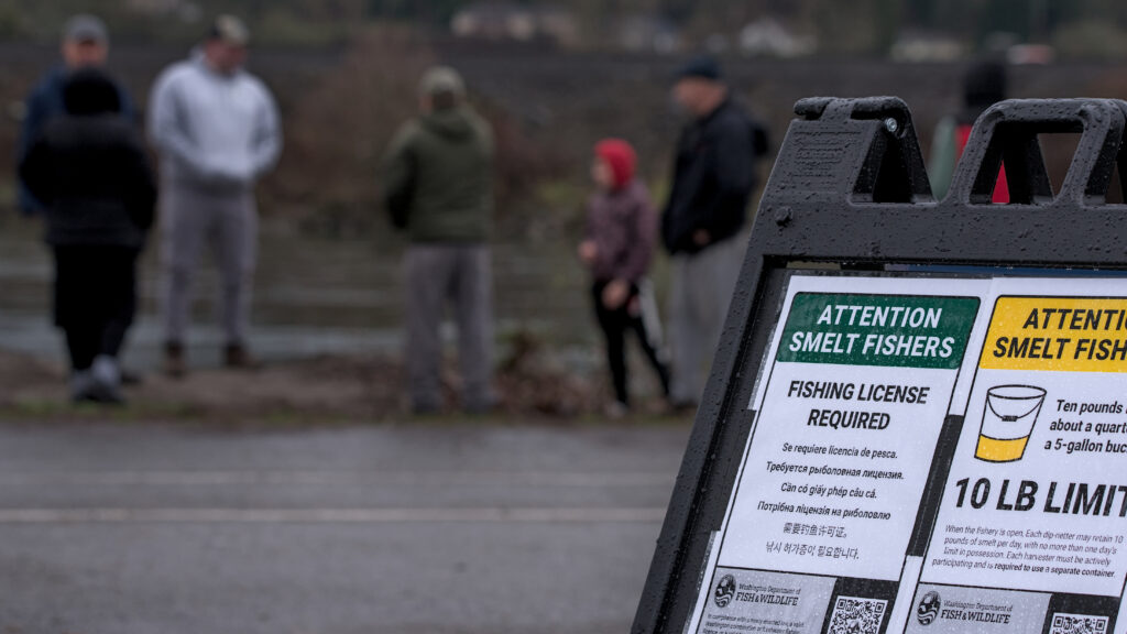 Anglers standing along the Cowlitz River in Longview during the 2025 smelt run attempting dip-net fishing, with no catches and visible turnout despite criticism of WDFW’s timing and management.